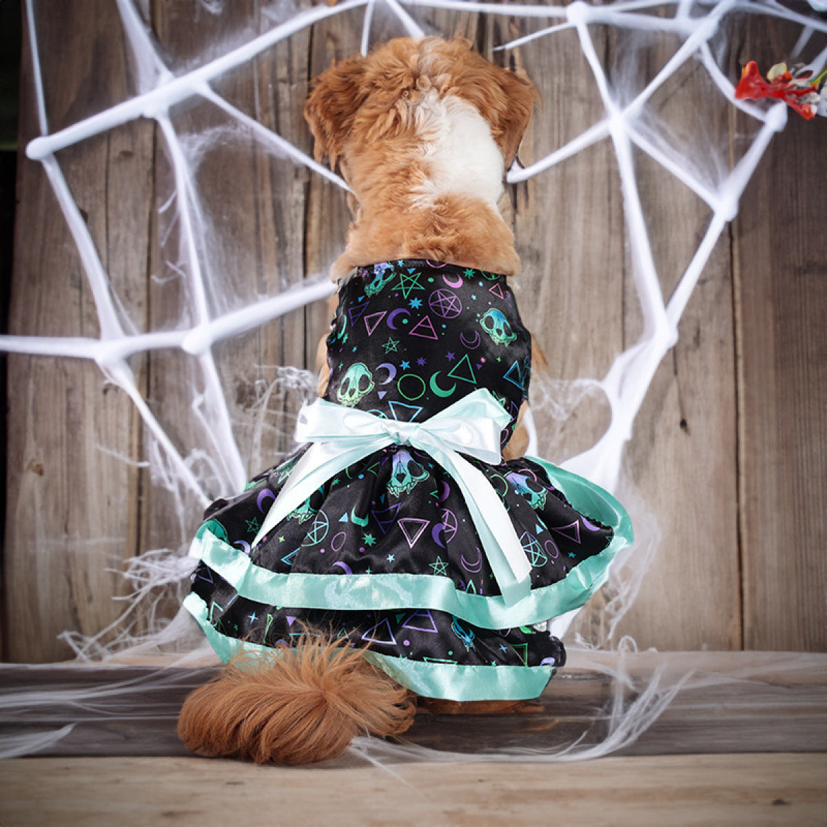 Vestido de caveiras num cão